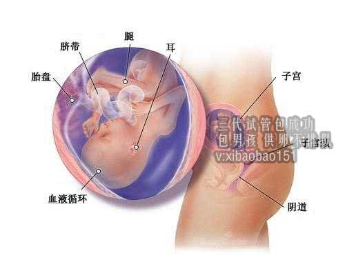 <b>三代试管代孕婴儿,上海纪检监察机关紧扣抗疫大局发挥职能作用——疫情防控</b>